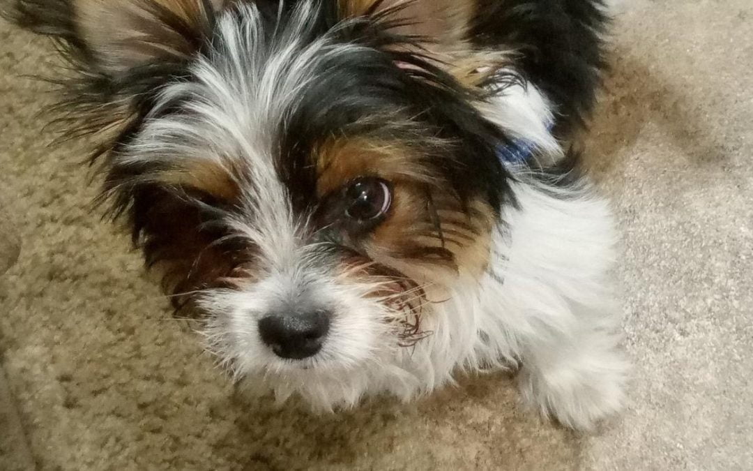 How Hamish Became a Snowbird & Tips for RVing with a Puppy